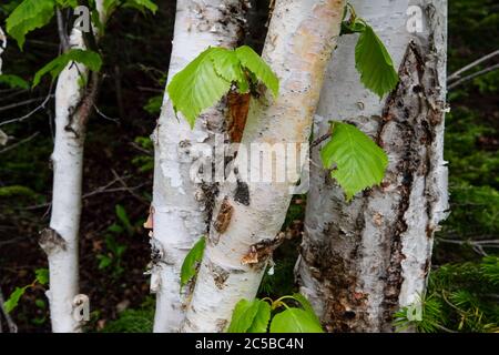 Multiple birch trees in a forest. The trees have peeling bark, lush green leaves and dark green shrubs. Stock Photo