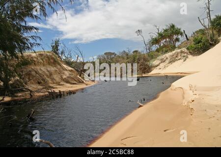 Tea Tree Creek, Fraser Island Stock Photo