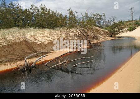 Tea Tree Creek, Fraser Island Stock Photo