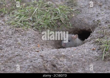 Young baby brown rat, Rattus norvegicus, pokes head and face out of a wet muddy burrow, revealing black beady eyes, ears whiskers and nose. Stock Photo