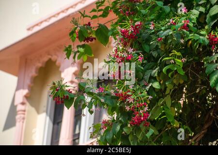 rangoon creeper, and combretum indicum is a vine with red flower clusters and is found in asia Stock Photo