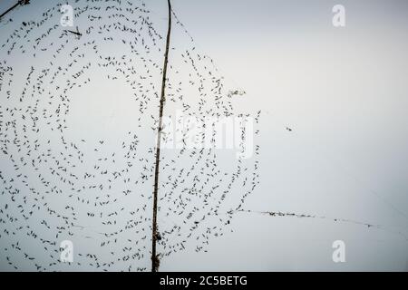 Close-up spiral spider's web full of tiny flies suspended from long grass against grey sky. Invisible web made visible by the insects trapped on it. Stock Photo