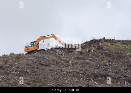 Bright orange digger against plain grey sky, as it works on a ridge deforesting. Only felled trees and stumps remain. British location and forest. Stock Photo