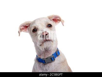 Portrait of an adorable terrier mix puppy wearing a blue collar with a quizzical expression looking directly at viewer. Isolated on white. Stock Photo
