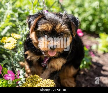 Cute Yorkshire Terrier puppy sits in garden. Stock Photo