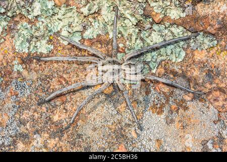 Carolina Wolf Spider (Hogna carolinensis),is said to be the largest wolf spider in the United States. Photographed in Castle Rock Colorado USA. Stock Photo