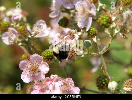 Close up of one Bumble bee on blackberry vine flowers, collecting pollen. Stock Photo