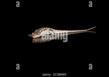Texas spiny lizard (Sceloporus olivaceus) On black close-up Stock Photo