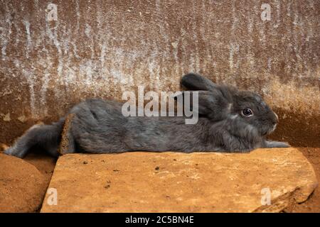 gray Rabbit or Bunny or Hare resting on the ground Stock Photo