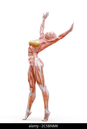 muscle woman doing a gymnastic pose two in white background, 3d illustration Stock Photo