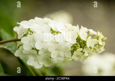 Oak leaf hydrangea (Hydrangea quercifolia) cv. Snow Queen in the Saxifragaceae family, blooming in the summer. Stock Photo