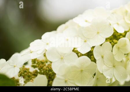Oak leaf hydrangea (Hydrangea quercifolia) cv. Snow Queen in the Saxifragaceae family, blooming in the summer. Stock Photo