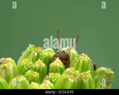 female common or European earwig (Forficula auricularia) hiding in a flower bud with just its pinchers showing Stock Photo