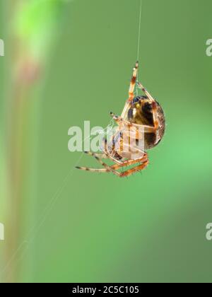 close-up of a colourful cross orbweaver spider, Araneus diadematus, hanging from a thread as it builds a web. Boundary Bay saltmarsh, Ladner, Delta, B Stock Photo