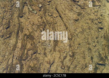 Close up water view with moss. Water design, brown color. Stock Photo