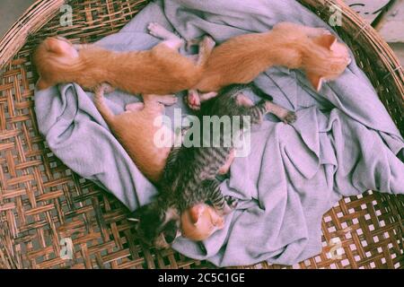 Funny scene from high view with four newborn kitten sleeping together, cute, humor and pretty baby animal with style of lie down when sleep in basket Stock Photo