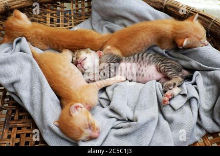 Funny scene from high view with four newborn kitten sleeping together, cute, humor and pretty baby animal with style of lie down when sleep in basket Stock Photo