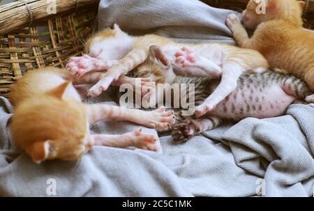 Funny scene from high view with four newborn kitten sleeping together, cute, humor and pretty baby animal with style of lie down when sleep in basket Stock Photo