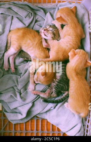 Funny scene from high view with four newborn kitten sleeping together, cute, humor and pretty baby animal with style of lie down when sleep in basket Stock Photo