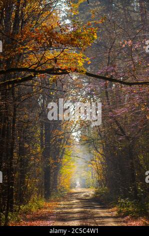 Autumn fairy tale. Park path covered in fallen leaves Stock Photo - Alamy