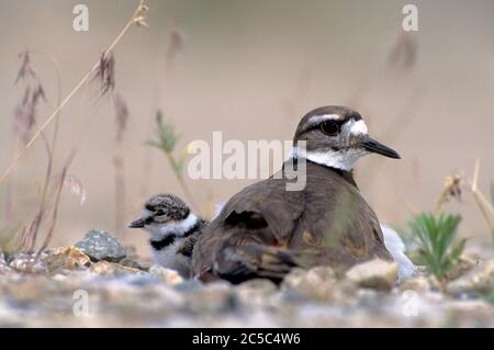 Adult killdeer (Charadrius vociferous) with newly-hatched chick in nest in a gravel parking lot. Stock Photo