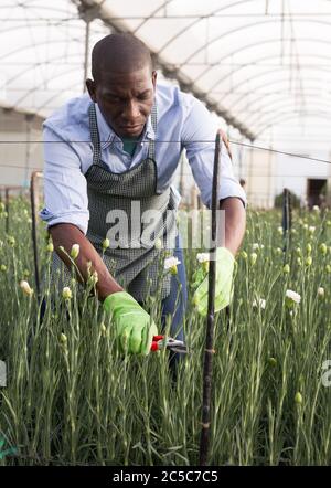 Positive male florist in apron working with carnations plants in hothouse Stock Photo