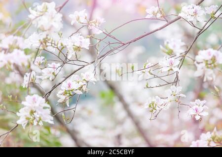 Blooming white Bauhinia variegata or orchid tree in summer, white petals with purple and pink spots, orchid trees flowers blurred in the backgrounds. Stock Photo