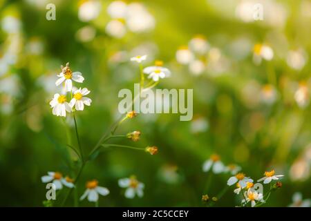 Close-up of a honey bee pollinating on daisy flower on a summer morning. Stock Photo