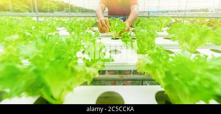 An Asian woman growing hydroponic lettuce in a greenhouse, young lettuce and other vegetables growing on water solvent without soil, water plant-culti Stock Photo