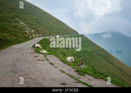 Narrow, Аlpine, asphalt road crossing a steep mountain slope with cows lying on the side, region Lombardy, Italy.