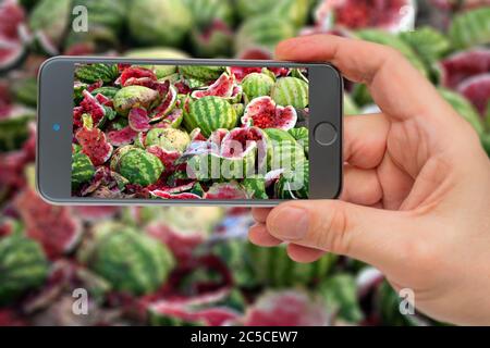 Ripe, rotten, broken watermelons. Red pulp of overripe watermelons. Rotten crop. Photographs of smartphone. Smartphone in hand. Watermelons on screen. Stock Photo