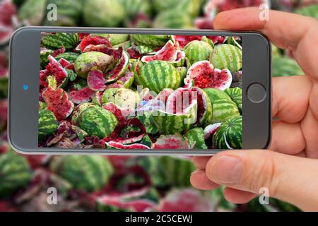 Ripe, rotten, broken watermelons. Red pulp of overripe watermelons. Rotten crop. Photographs of smartphone. Smartphone in hand. Watermelons on screen. Stock Photo