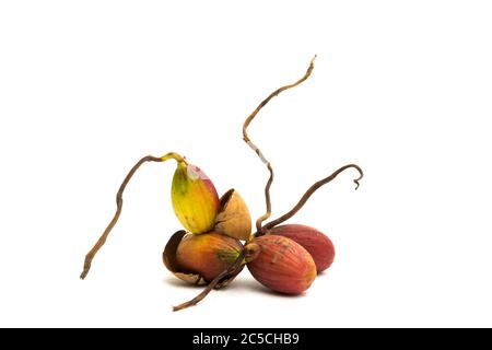 Common Oak (Quercus robur) acorn on white background Stock Photo