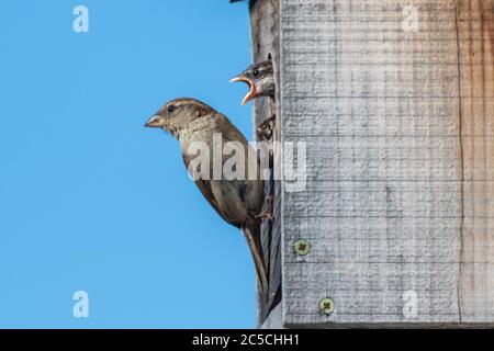 Southend-on-Sea, UK. 2nd Jul, 2020. An adult sparrow perches at the entrance of a weathered wooden birdbox in Southend-on-Sea, Essex, as two juvenile birds inside call out for food. The scene captures a moment of avian parental care against a clear blue sky. Penelope Barritt/Ģ����ý Live News Stock Photo
