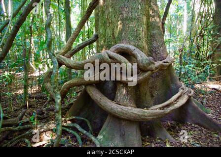 Pandorea pandorana (Wonga vine) encircles hold buttressed tree Mary Cairncross Scenic Reserve Stock Photo