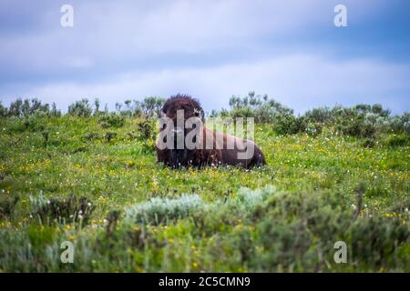 American Bison in the field of Yellowstone National Park, Wyoming Stock Photo