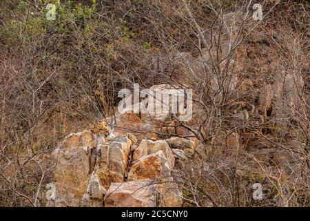 wild male leopard or panther resting on rock over hill during safari in indian forest - panthera pardus fusca Stock Photo