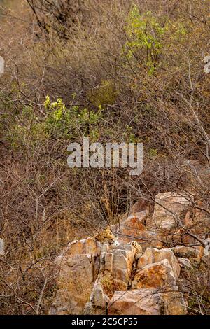 wild male leopard or panther resting on rock over hill during safari in indian forest - panthera pardus fusca Stock Photo