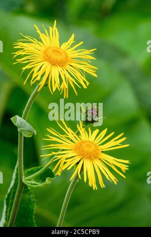 Bright yellow flowers of Inula magnifica. Magnificent Elecampane, Giant Fleabane, Showy Elecampagne. Stock Photo