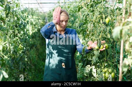 Confused woman gardener checking growing tomatoes in glasshouse Stock Photo