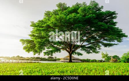 Big green tree with beautiful branches in the park. Green grass field near lake and watercycle. Lawn in garden on summer with sunlight. Sunshine Stock Photo