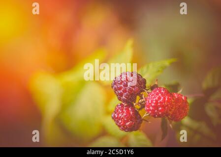 Photo ripe raspberries branch. Red raspberries. Red berry with green leaves in the sun. Raspberries branch in the garden. Raspberries in the sun. Stock Photo
