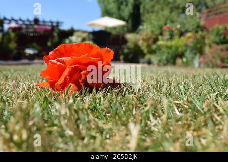 A red rose on garden grass. Stock Photo