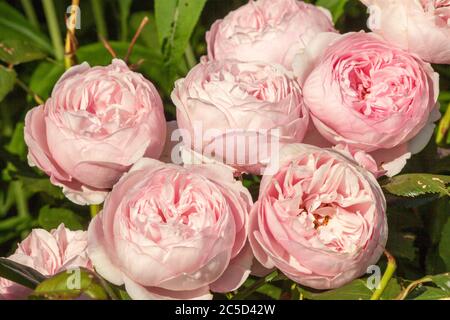 The David Austin shrub rose Geoff Hamilton growing in an English cottage rose garden Stock Photo