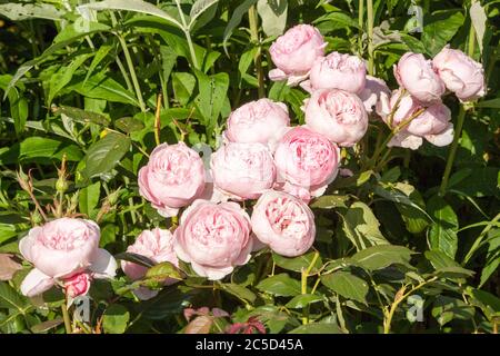 The David Austin shrub rose Geoff Hamilton growing in an English cottage rose garden Stock Photo