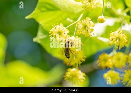 Bee taking nectar from lime (tilia) tree during sunny and warm summer day Stock Photo