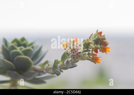 The succulent echeveria blooms in bright orange colors. The flower stands on the windowsill. Stock Photo
