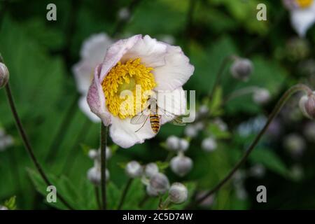 Syrphidae, Anemone hupehensis, close-up of a hoverfly on an anemone against a blurred background Stock Photo