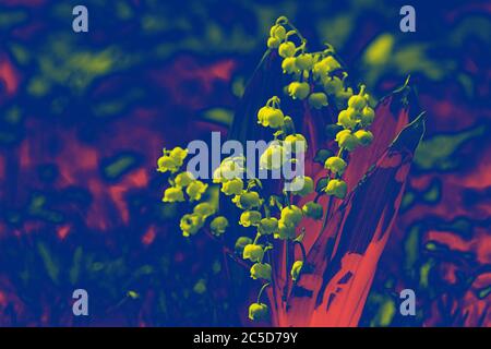 Abstract pop art flower in spring colors. Toned feshenny floral background in blue yellow red tones. Lily of the valley. Stock Photo