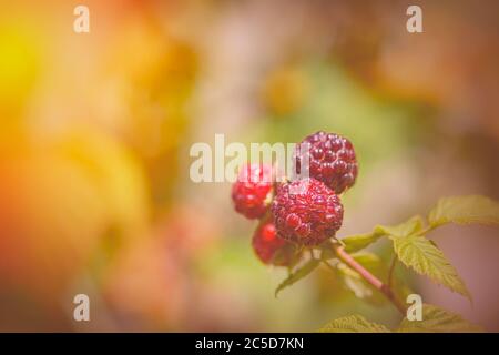 Red berry with green leaves in the sun. Photo of ripe raspberries branch. Raspberries branch garden. Raspberries in the sun. Stock Photo